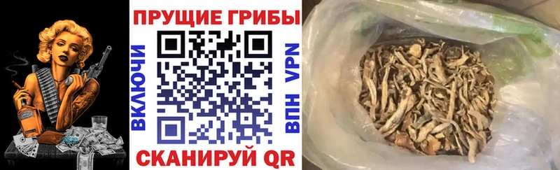 Галлюциногенные грибы Cubensis  мориарти какой сайт  Чёрмоз 
